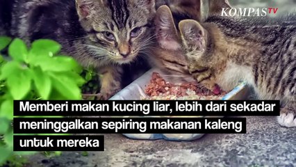 Begini Cara yang Benar Memberi Makan Kucing Liar