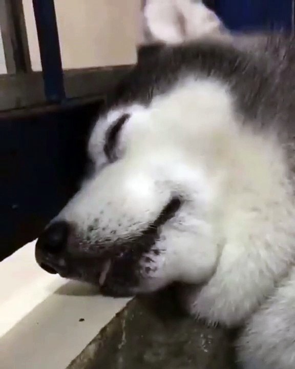 可爱的哈士奇犬