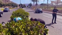 Al rescate de una pata y sus crías en Canarias: agentes y un ciclista cortan la calle para que crucen