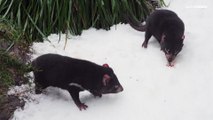 200 Kilo Schnee im Zoo von Sydney für die Tasmanischen Teufel Nara und Bluey