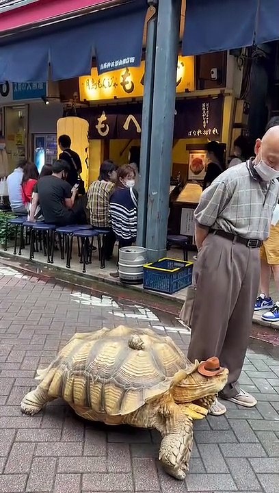 Man Walking His Tortoise, Bon