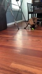 Puppy Tumbles While He Plays