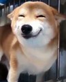 A smiling Shiba Inu.