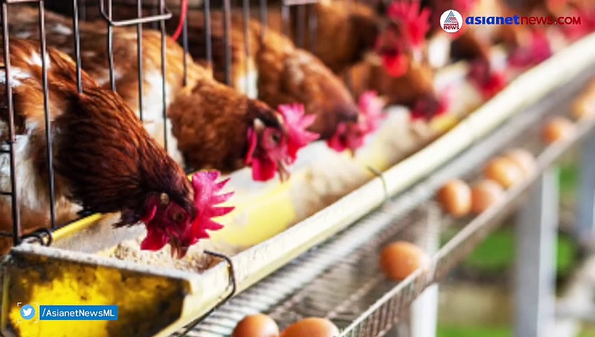 ഒടുവില്‍ അതും സംഭവിച്ചു; കോഴി പ്രസവിച്ചു, കോഴിയെയും കുഞ്ഞുങ്ങളെയും കാണാന്‍ തിരക്കോട് തിരക്ക്!!!