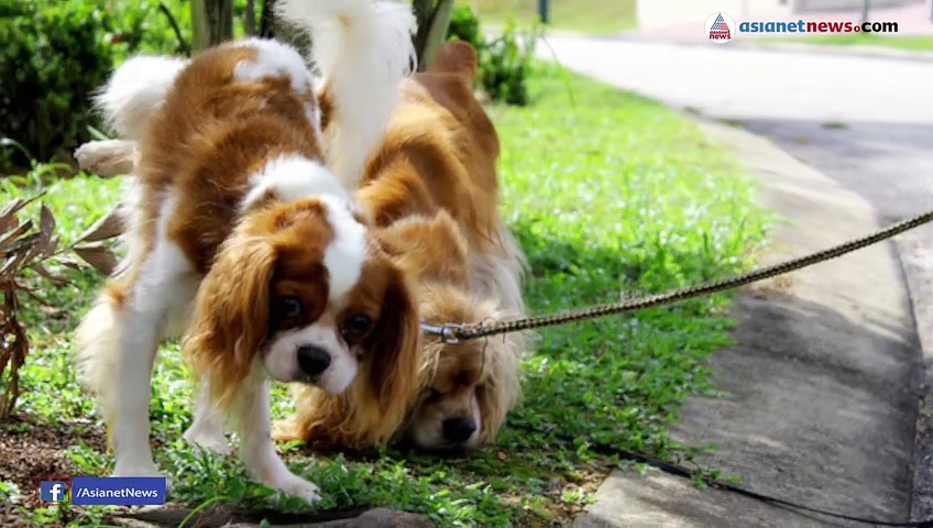 'ആദ്യം ഞാനും വിശ്വസിച്ചില്ല,പക്ഷേ സത്യമാണ്'; നായ മൂത്രം കുടിച്ച് യുവതി