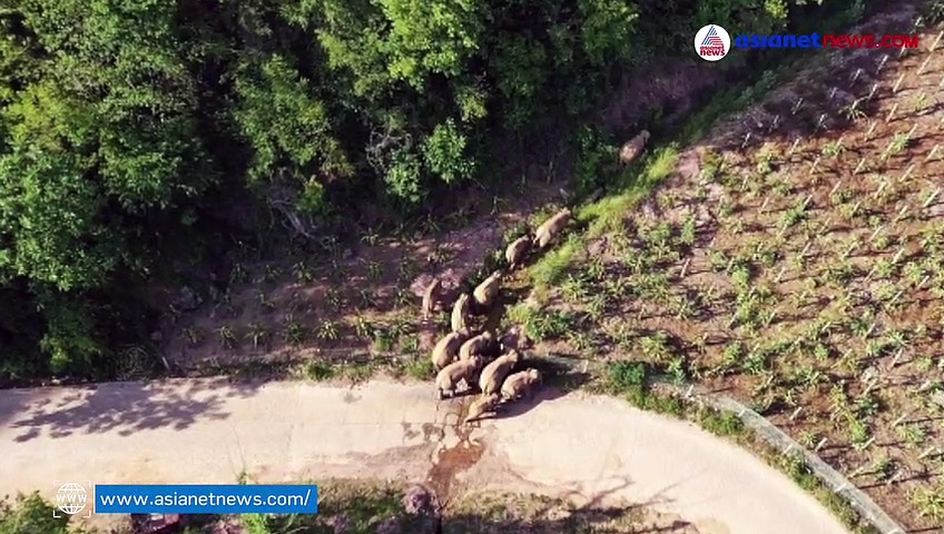 410 അംഗ സുരക്ഷാസേന, 14 ഡ്രോണുകള്‍, ഈ ആനസവാരിക്ക് കൗതുകമേറെ;ഉറ്റുനോക്കി ലോകം