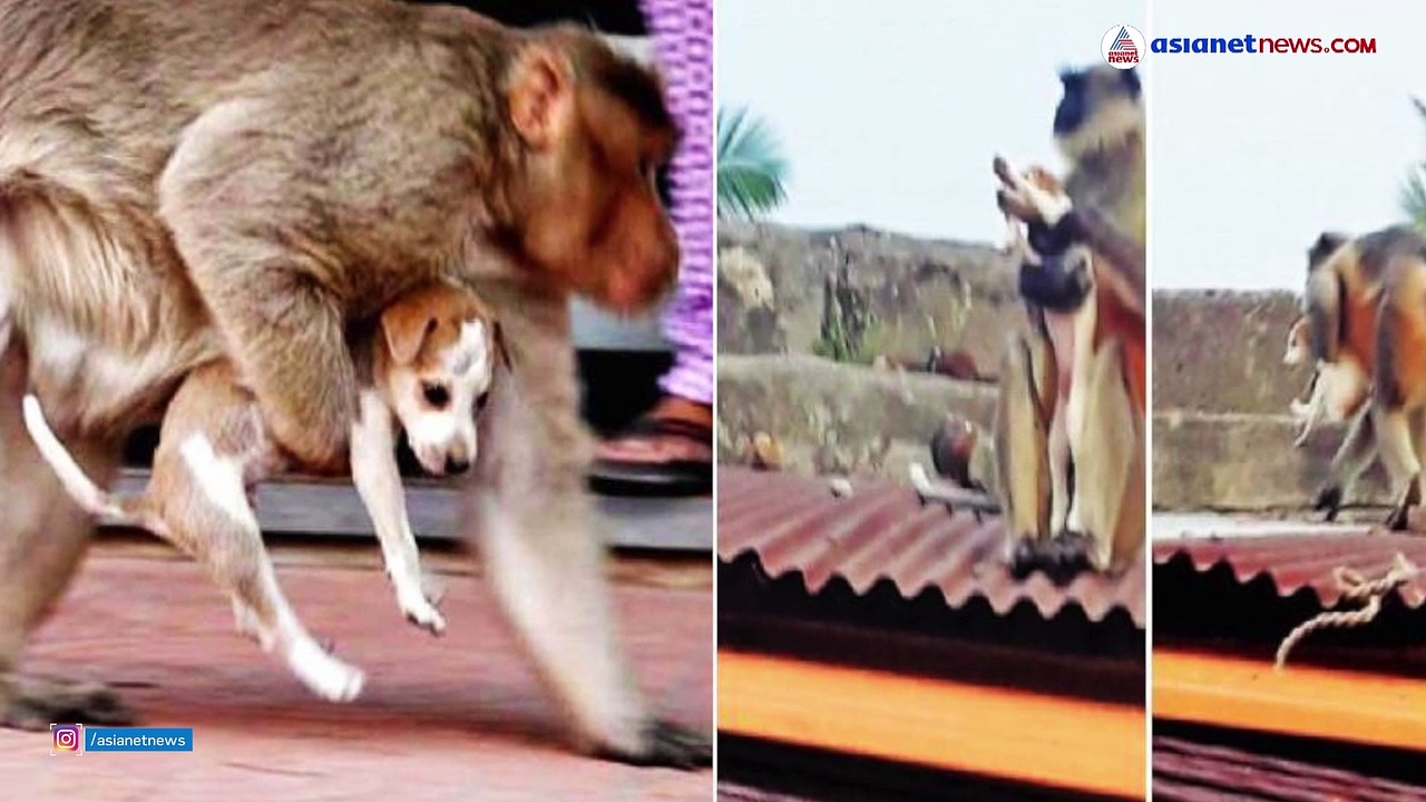 Monkeys | ഇത് ഗ്യാങ്ങ് വാര്‍:നായക്കുട്ടികളെ കൊന്നൊടുക്കി കുരങ്ങന്മാര്‍, പൊറുതിമുട്ടി നാട്ടുകാര്‍, ഒടുവില്‍