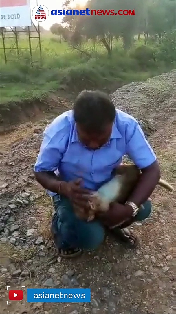Monkey Rescue : ജീവന് വേണ്ടി പിടഞ്ഞ് കുരങ്ങ്, കൃത്രിമ ശ്വാസം നൽകി ടാക്സി ഡ്രൈവർ, വീഡിയോ വൈറൽ