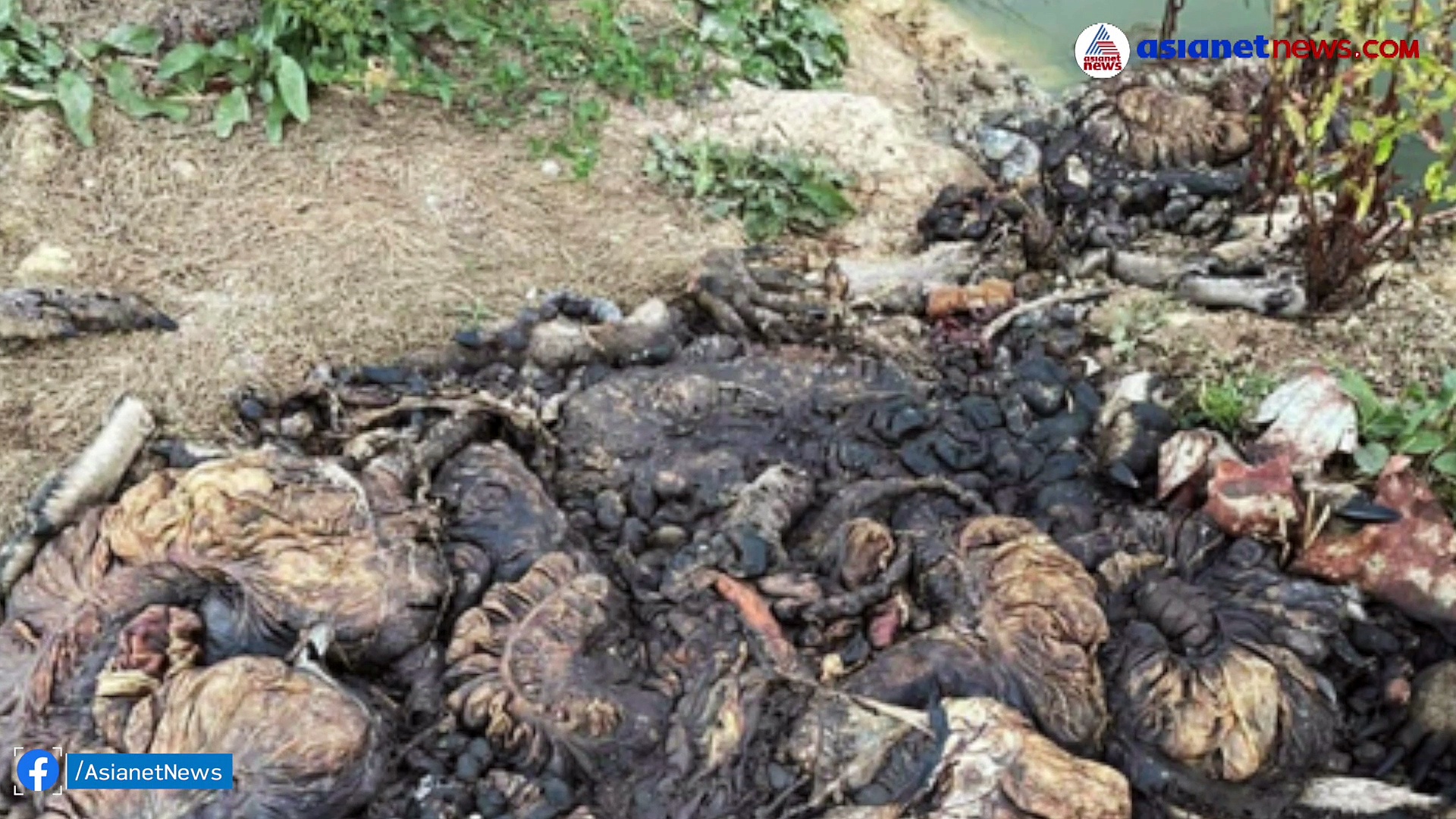 Kangaroo Massacre : അറുത്തുമാറ്റിയ തലകളും കൈകാലുകളും; മിണ്ടാപ്രാണികളെ കൊന്നുതള്ളി സര്‍ക്കാര്‍