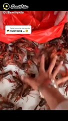 Tutorial masak udang