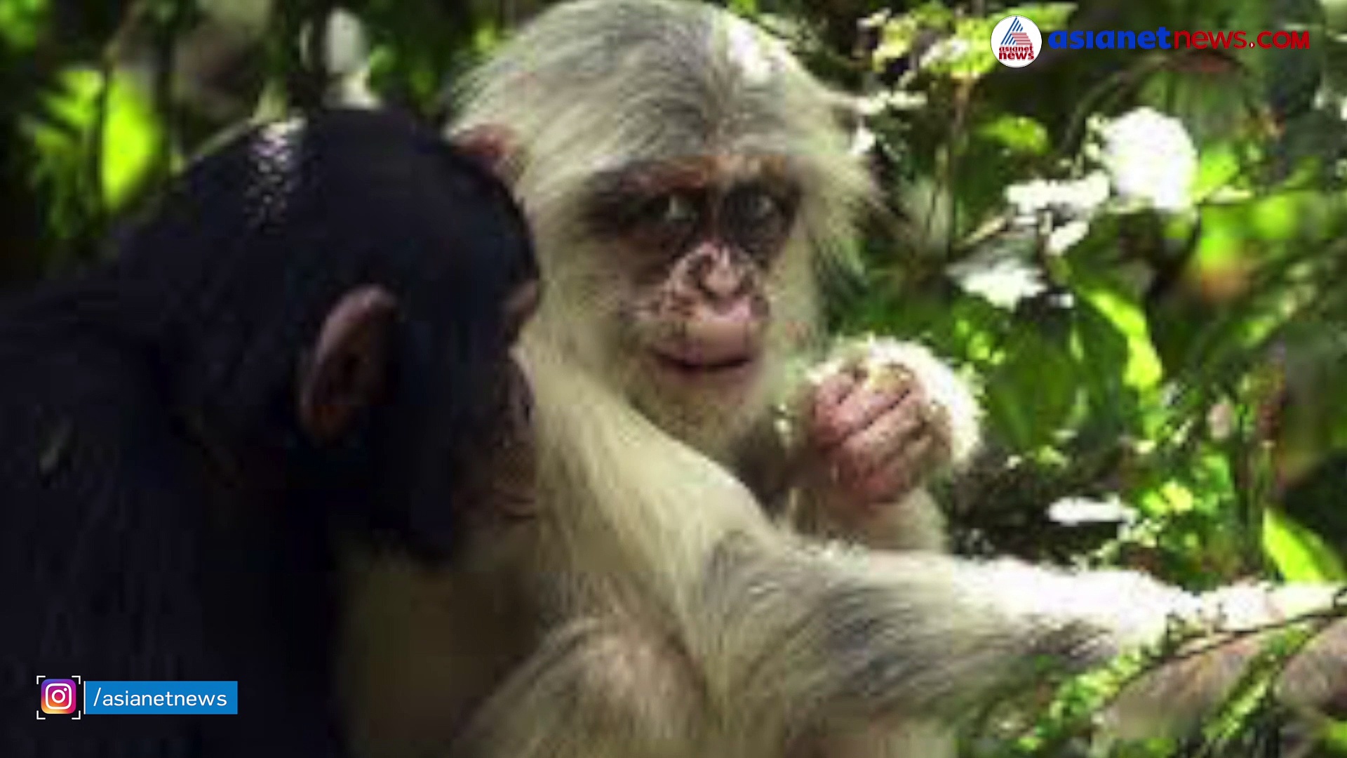 വെളുത്ത നിറത്തിലെ ചിമ്പാൻസിക്കുഞ്ഞിനെ തല്ലിക്കൊന്ന് മുതിർന്ന ചിമ്പാൻസികൾ