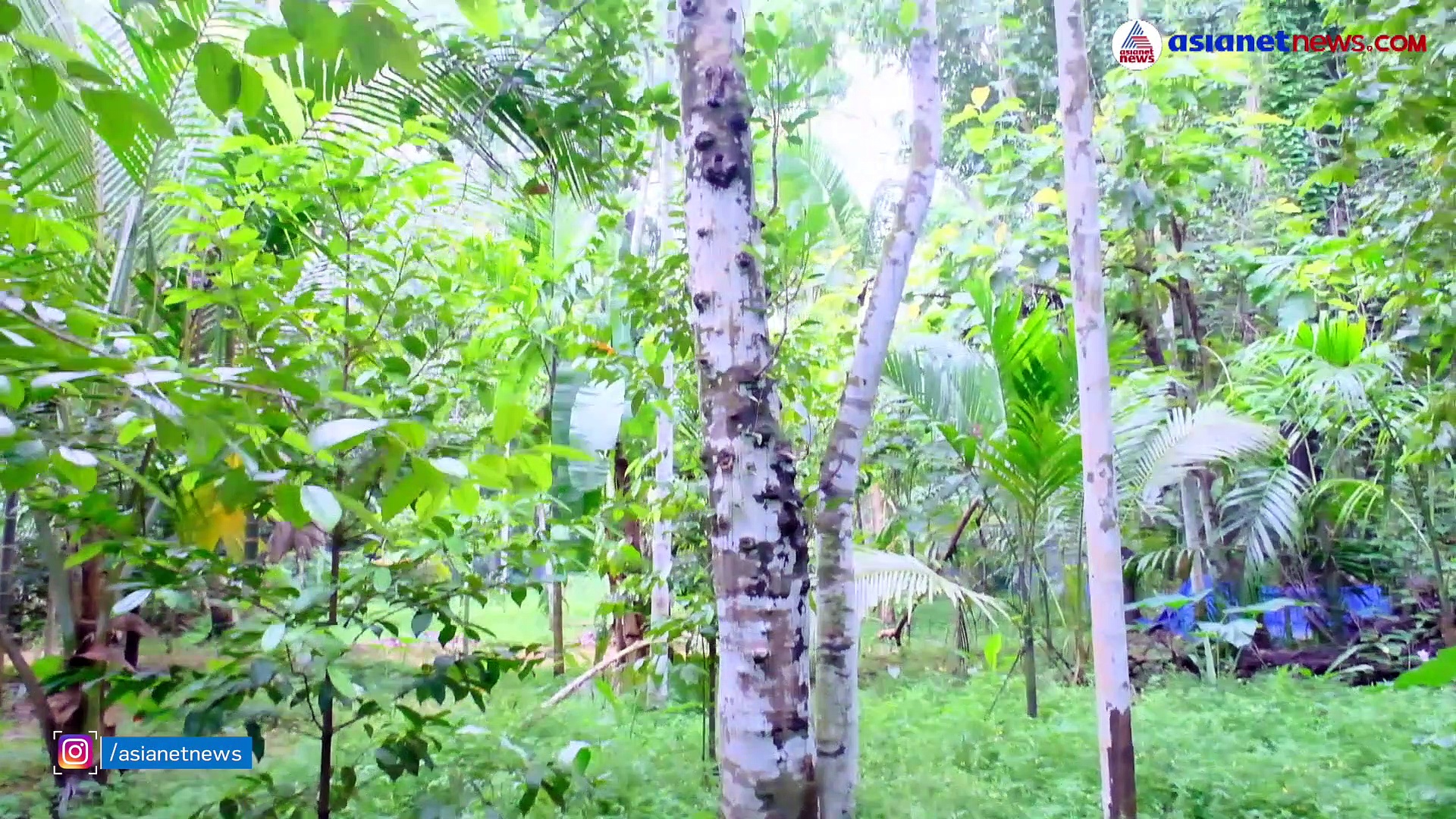 ഈ വരിക്കച്ചക്ക ആളത്ര ചെറിയ പുള്ളിയല്ല!