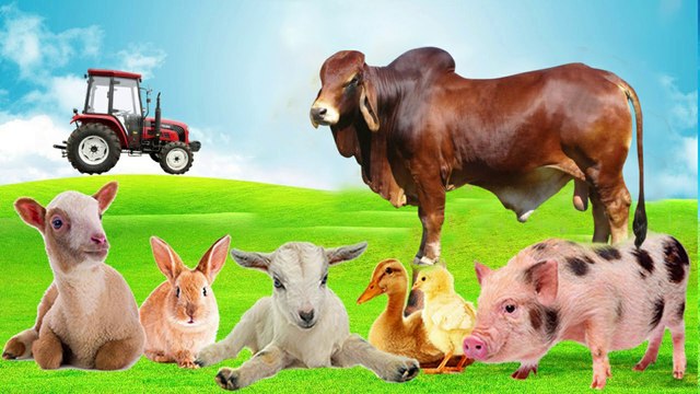 Sounds of wild animals, familiar animals: Elephants, dogs, horses, cows, cats