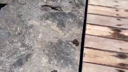 "Llévala en el táper": denuncian la presencia de ratas en el Puertito de Güímar