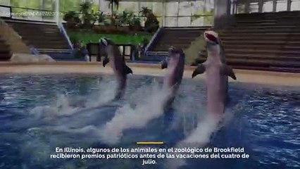 Los animales en el zoológico de Brookfield, IL, recibieron obsequios patrióticos antes del feriado del 4 de julio