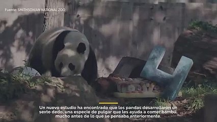 Estudio revela que los pandas desarrollaron un sexto dedo antes de lo que se pensaba.