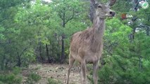 Yaban hayatı foto-kapanlara yansıdı