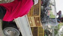 Animal's market in Saudi Arabia.