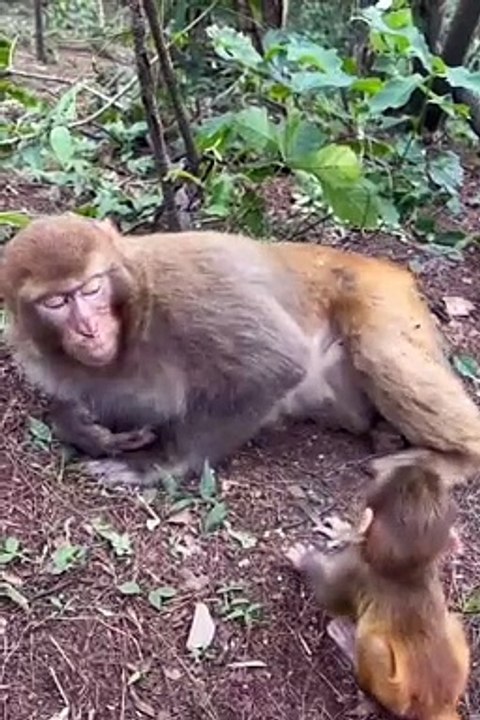 Cute little monkey 4