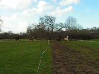 Grand galop aller retour