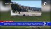EEUU: Bisonte ataca a familia que paseaba por el parque Yellowstone