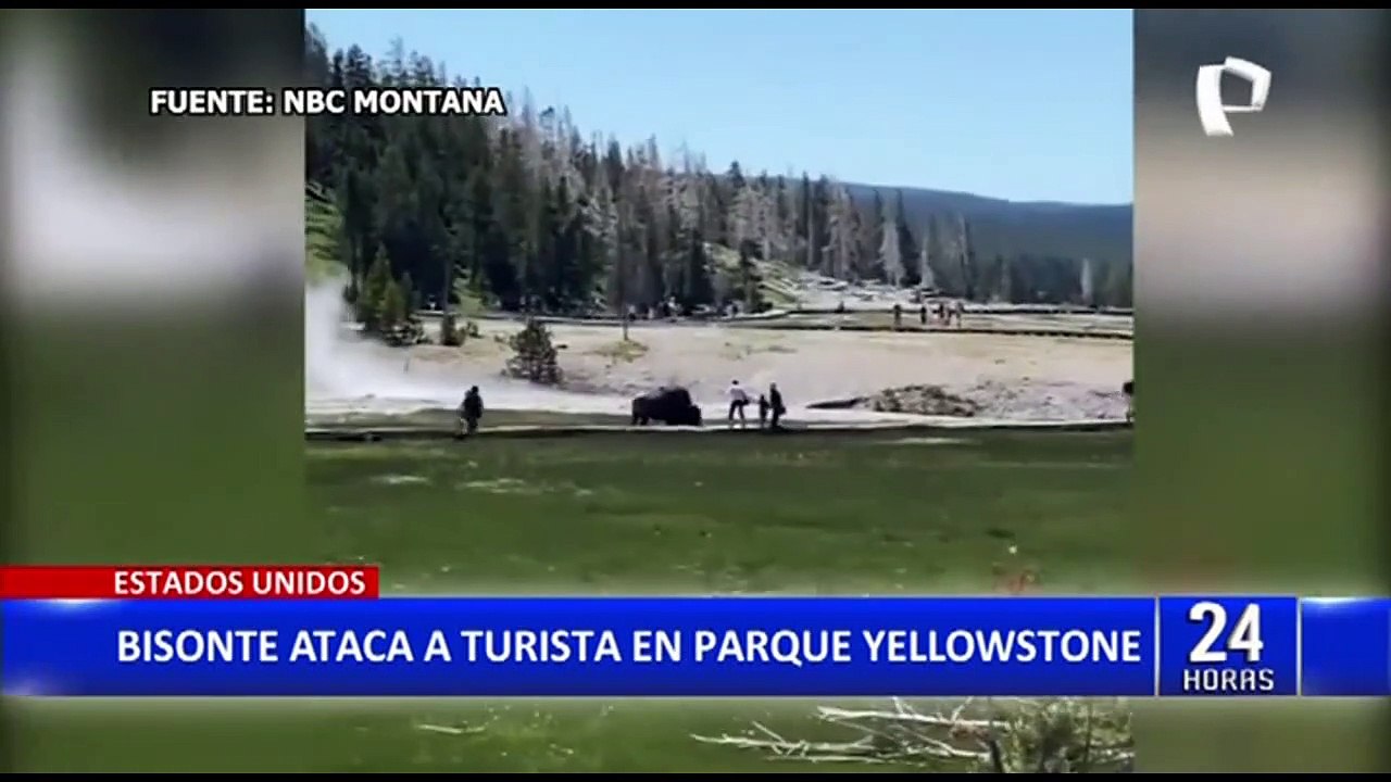 EEUU: Bisonte ataca a familia que paseaba por el parque Yellowstone