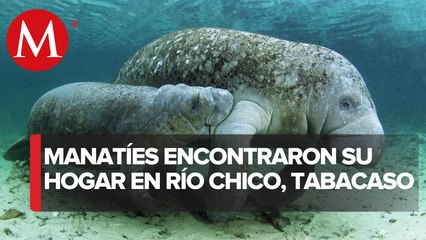 En Tabasco, ciudadanos resguardan manatíes