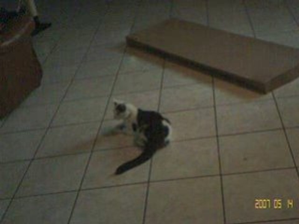 Moustic chat  fou clochette