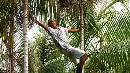 Brazilians risk their lives to harvest açaí