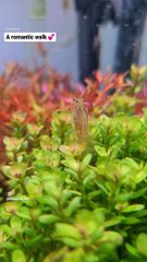 Aquascape fish