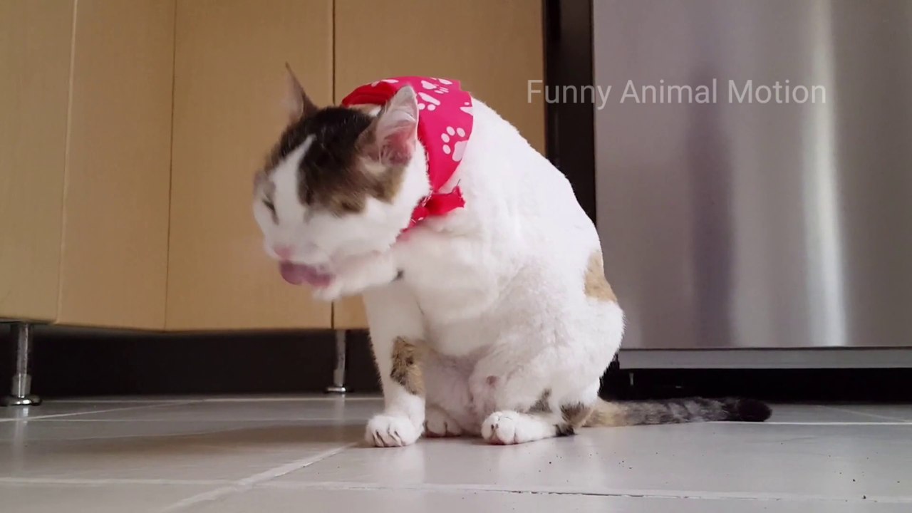 Most Funny Cat Skill