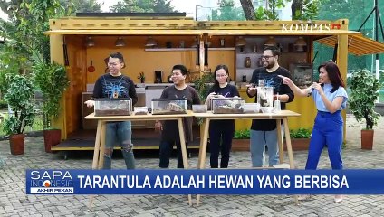 Ngobrol Bareng Komunitas Pecinta Tarantula, Tertarik untuk Pelihara?
