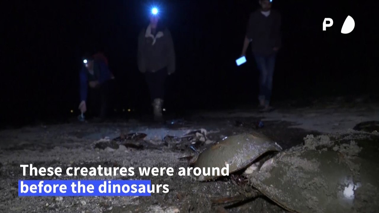 Meet the ‘living fossils’ whose blood is vital for vaccines