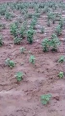 इलाके में दूसरे दिन भी कई जगह हुई बारिश