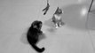 Funny kittens playing with feather toys  #cat #cats #aki13pro #kitten #animals