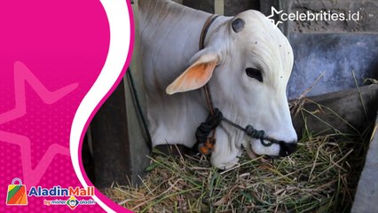 Cegah PMK Kandang Sapi DiLockdown di Yogyakarta, Jual Beli Secara Online