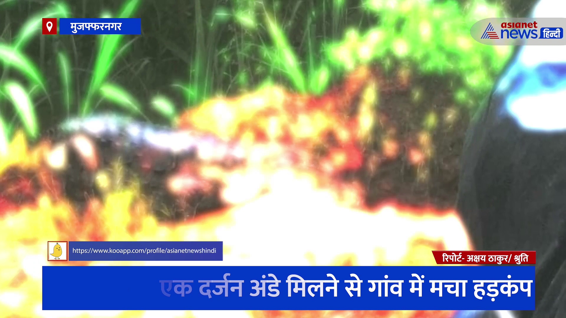 मगरमच्छ के एक दर्जन अंडे मिलने से गांव में मचा हड़कंप, सोशल मीडिया में वायरल हो रहा वीडियो