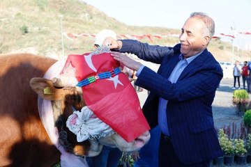 EN BÜYÜK VE GÜZEL? KURBANLIKLAR PODYUMA ÇIKTI