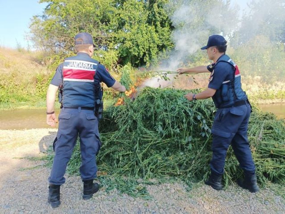 Kırklareli'nde ayçiçeği tarlalarında 661 bin 850 kök Hint keneviri ele geçirildi