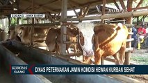 Makin Meresahkan! 800 Ekor Sapi di Subang Terinfeksi PMK, 35 Diantaranya Harus Dipotong Paksa