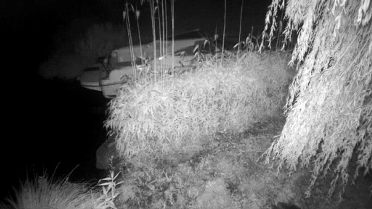 un castor aperçu sur les bords de l'Erdre par un membre de l'association Erdre et Nature