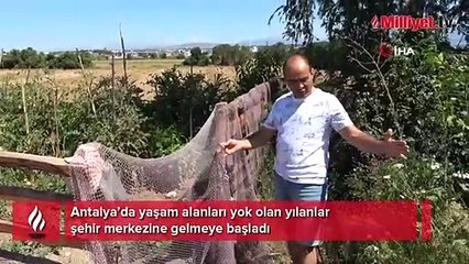 Orman yangınlarının ardından ortaya çıktılar! Bölgede yılan hareketliliği