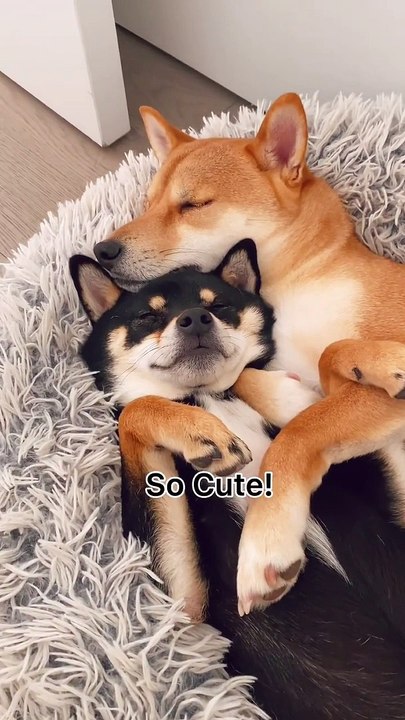 Cute Shiba inu