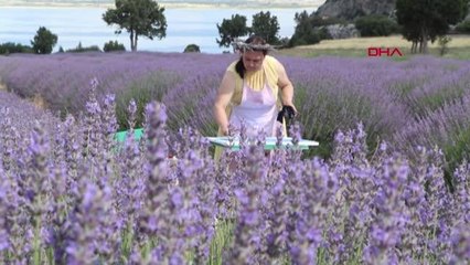 LAVANTA BAHÇESİNDE RESİM YAPARAK SUSUZLUĞA DİKKAT ÇEKİLDİ