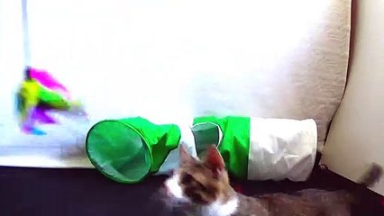 Agile Little Cat Plays with Feather Toy