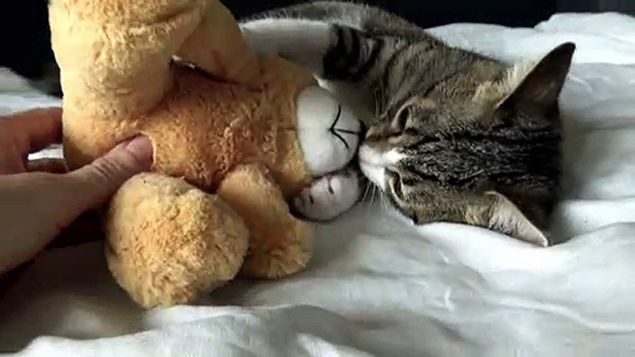 Bad Kitty