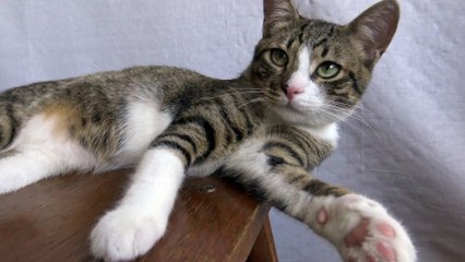 A Dog Is Prose, a Cat Is a Poem