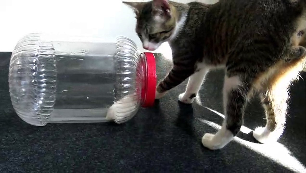 Curious Little Cat Watches a Hamster