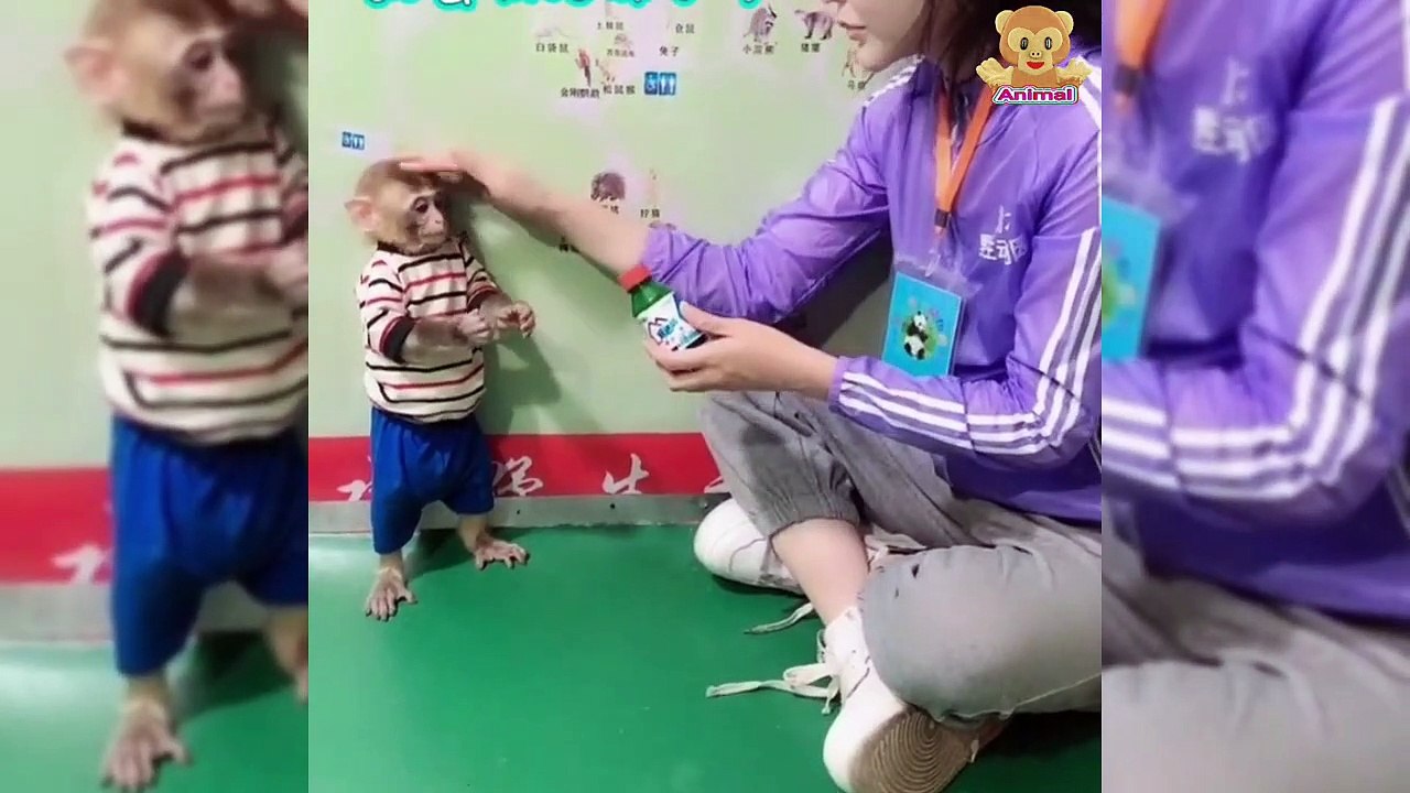 Baby monkeys aggressively attack brother monkeys - Animal