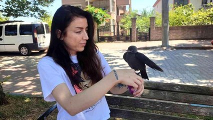 Yavruyken hayatını kurtardığı karga evladı gibi oldu